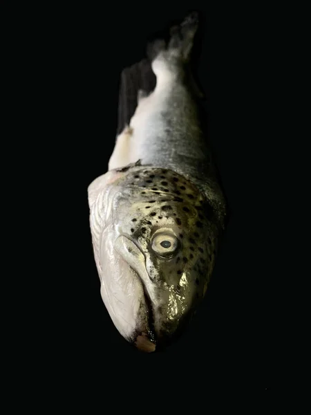 Großer Meerlachs Auf Schwarzem Hintergrund Riesige Forellenfische Aus Nächster Nähe — Stockfoto