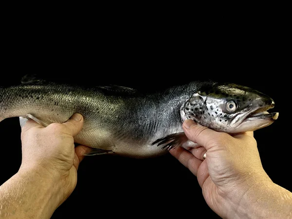 Salmone Mare Grande Nelle Mani Uno Sfondo Nero Uomo Tiene — Foto Stock