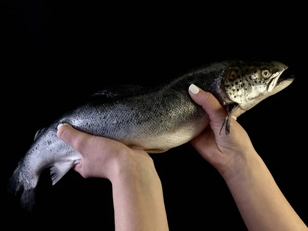 Großer Meerlachs Den Händen Auf Schwarzem Hintergrund Frau Hält Fisch — Stockfoto