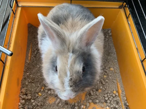 灰色のウサギが檻の中に座っている 大きな耳を持つ動物 黄色の箱の中の国内シェア — ストック写真