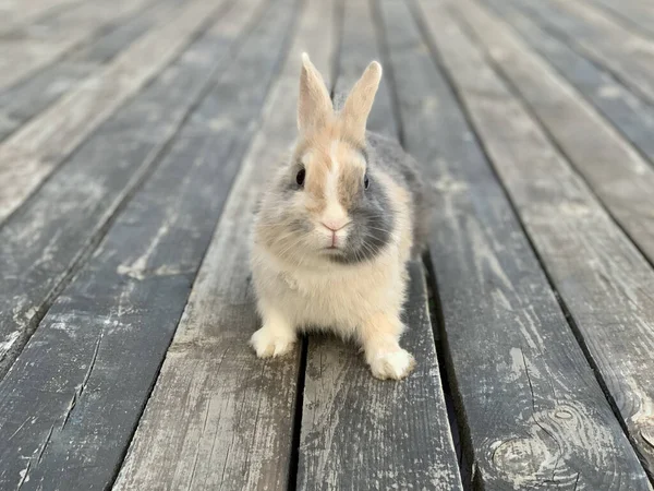 灰兔在木地板上 大耳朵的宠物 一只兔子坐在木板上 — 图库照片