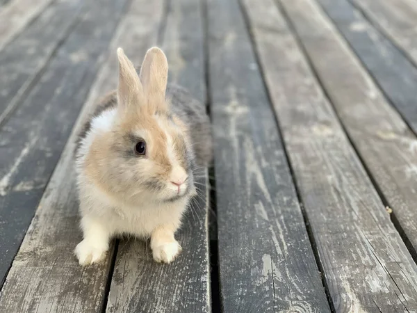 Grijs Konijn Een Houten Vloer Huisdier Met Grote Oren Zit — Stockfoto