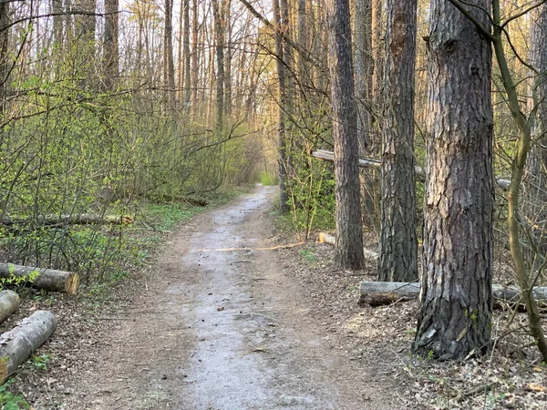 Trail in a mixed forest in spring. Spring forest landscape, road through the forest. Walks in the park along the path.