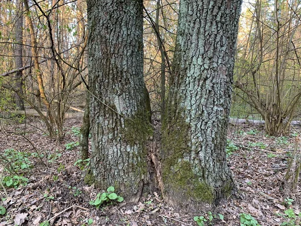 이끼달린 줄기에서 자란다 의나무들 가운데있는 위풍당당 떡갈나무 — 스톡 사진