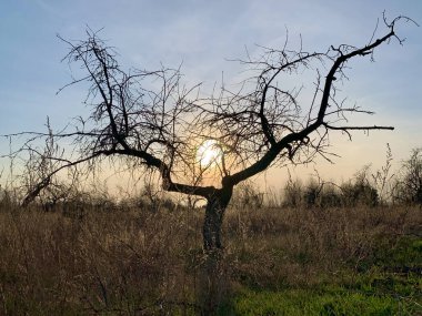 Günbatımında yaprakları olmayan ağaç. Güneş ışınların arasından bir ağacın dallarından geçer. Dalları yayılmış eski bir bitkinin gövdesi..