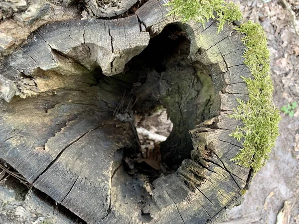 Svuotato Grande Vecchio Albero Buco Nero Ampio Tronco Albero Nella — Foto Stock