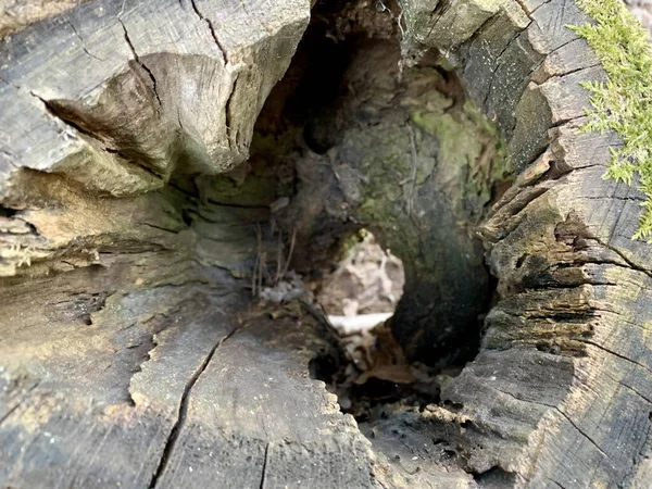 Büyük Yaşlı Bir Ağaçta Oyuk Ormanda Geniş Bir Ağaç Gövdesindeki — Stok fotoğraf