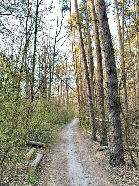 在混合的森林里走着小路 春天的森林景观 穿越森林的道路 沿着小路在公园里散步 — 图库照片