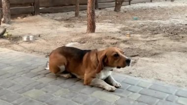 Zincirde oturan av köpeği. Safkan bir köpek kuyruğunu hareket ettirir. Köpek yavrusu bahçede bağlı..