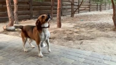 Zincirde oturan av köpeği. Safkan bir köpek kuyruğunu hareket ettirir. Köpek yavrusu bahçede bağlı..