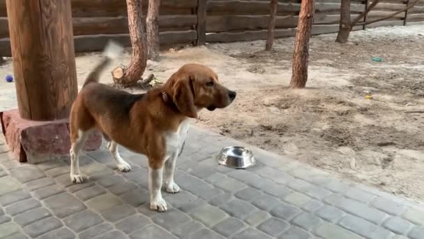 Perro Beagle Sentado Una Cadena Perro Raza Pura Mueve Cola — Vídeos de Stock