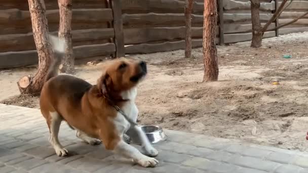 Beagle Dog Zit Aan Een Ketting Een Rasechte Hond Beweegt — Stockvideo