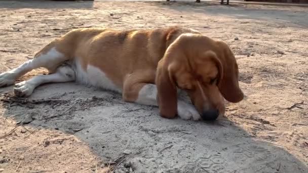 Бігльський Собака Лежить Дворі Чистий Собака Нюхає Землю Щеня Грає — стокове відео