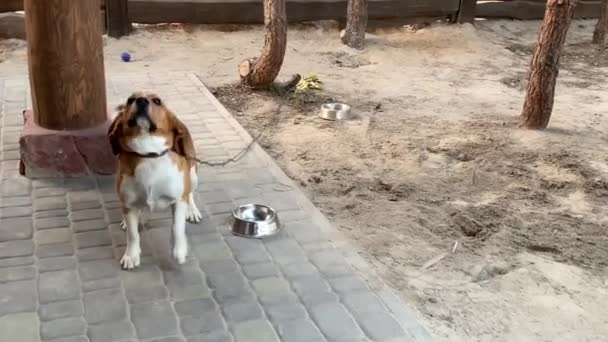 Beagle Dog Zit Aan Een Ketting Een Rasechte Hond Beweegt — Stockvideo
