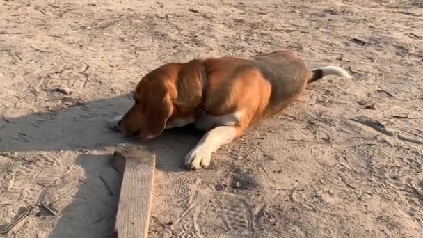 ビーグル犬は庭にいます 純血種の犬が地面を嗅いでる 子犬が一人で路上で遊んでいる — ストック動画