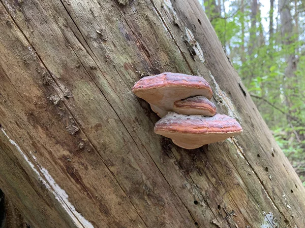 Parasita Cogumelo Cresce Uma Árvore Velha Floresta Closeup Uma Casca — Fotografia de Stock