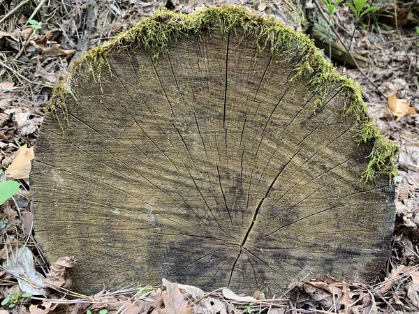 Dębowy Kikut Pokryty Zielonym Mchem Okrągłe Ścięcie Drzewa Lesie Tekstura — Zdjęcie stockowe