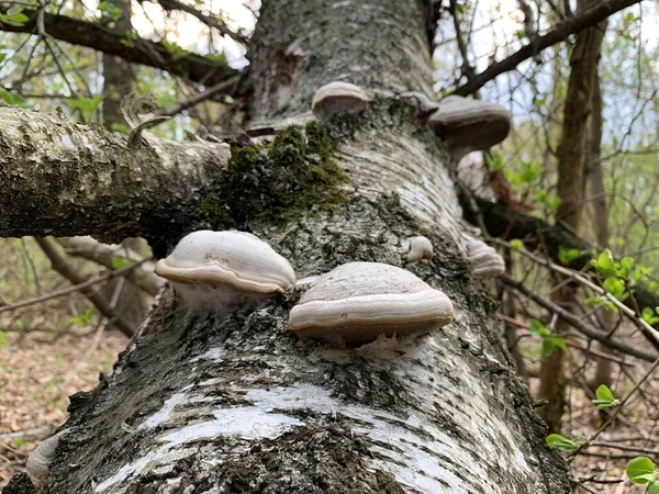 Parásito Las Setas Crece Árbol Viejo Bosque Primer Plano Una — Foto de Stock