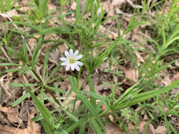 カモミールは緑の草を背景に成長しています 春の森に咲く白い野花 — ストック写真