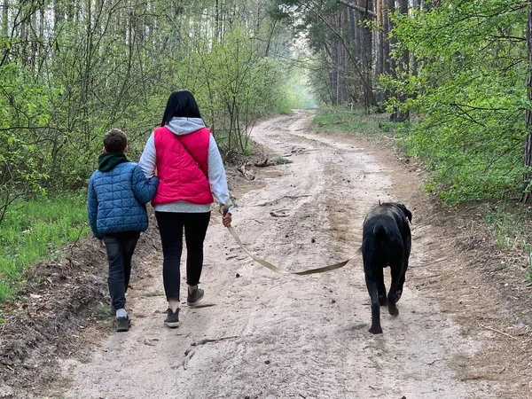 Rear view of a woman with a child and a dog on a walk in the forest. Mom and son lead a dog on a leash. Family walk with a black dog in the park.