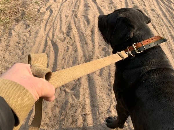 森の中を散歩するための大きな犬を持つ男 男の手は紐の上に犬を持っている 公園で黒い犬と一緒に歩く — ストック写真