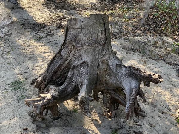 뿌리가 뿌리를 뿌리깊은 그루터기입니다 마당에 쓰러진 의유적 — 스톡 사진