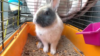 Gri bir tavşan kafeste oturuyor. Büyük kulaklı bir hayvan. Evcil tavşan sarı bir kutuda.