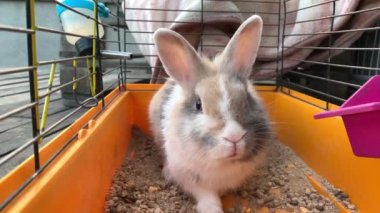 Gri bir tavşan kafeste oturuyor. Büyük kulaklı bir hayvan. Evcil tavşan sarı bir kutuda.