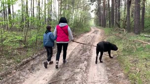 森の中を歩いている子供と犬を持つ女性の後部ビュー お母さんと息子が犬を先導する 公園で黒い犬と家族の散歩 キエフ地方イルピン2020年5月1日 — ストック動画