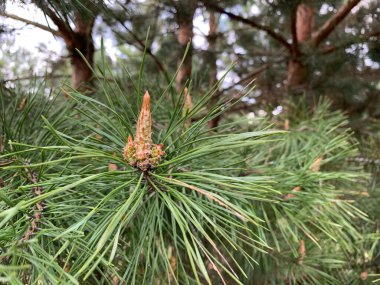 Yeşil, genç ladin. gür, küçük kozalaklı ağaç. Kozalaklı güzel bir çam ağacı. Külahlı ve ladin iğneli dallar.