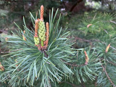 Yeşil, genç ladin. gür, küçük kozalaklı ağaç. Kozalaklı güzel bir çam ağacı. Külahlı ve ladin iğneli dallar.