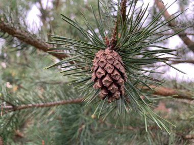 Yeşil, genç ladin. gür, küçük kozalaklı ağaç. Kozalaklı güzel bir çam ağacı. Külahlı ve ladin iğneli dallar.