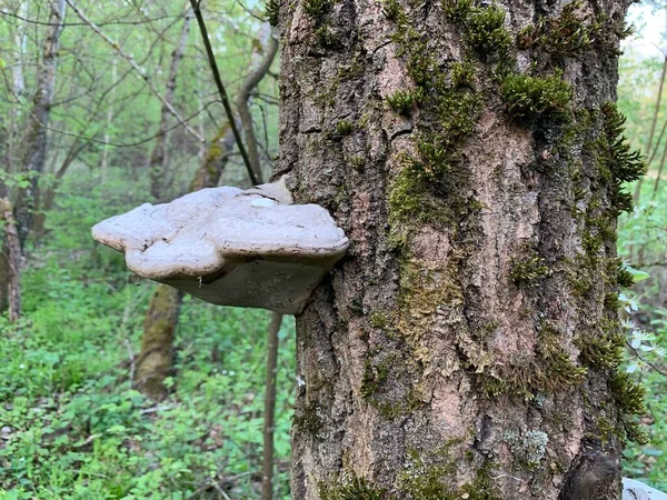 Mushroom parasite grows on an old tree in the forest. Closeup of a tree bark covered with fungal growths. Sick plant in the park.