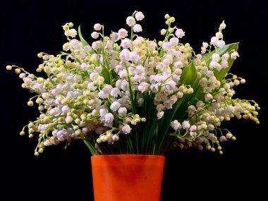 Siyah arka planda yemyeşil orman çiçekleri. Parlak camlı vadideki beyaz zambak. Yeşil yaprakları ve çiçek açan vadideki zambaklar.