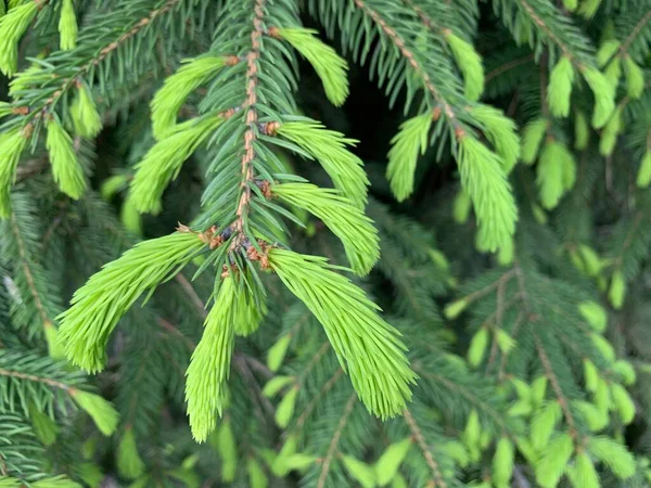 明るい緑色の芽を持つ針葉樹の木を開花させます 松の枝は異なる方向に成長します 緑の若い松が開花した — ストック写真