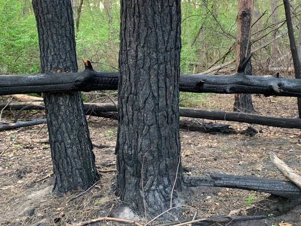 Spalone Drzewa Lesie Pożarze Ślady Ognia Drzewach Parku Spalona Kora — Zdjęcie stockowe