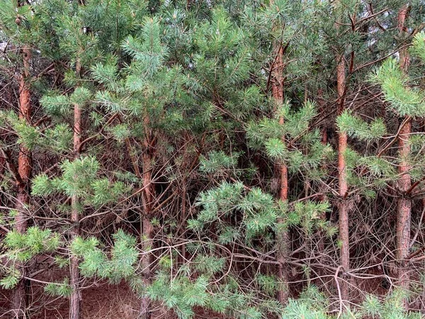 침엽수들이 빽빽하게 자란다 소나무 나무들 농장들 들어갈 수없는 침엽수림 — 스톡 사진