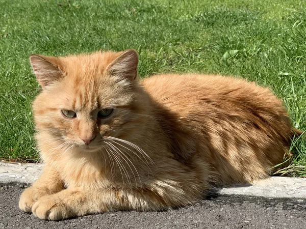 Rode Kat Ligt Koestert Zon Kat Rust Uit Een Baan — Stockfoto