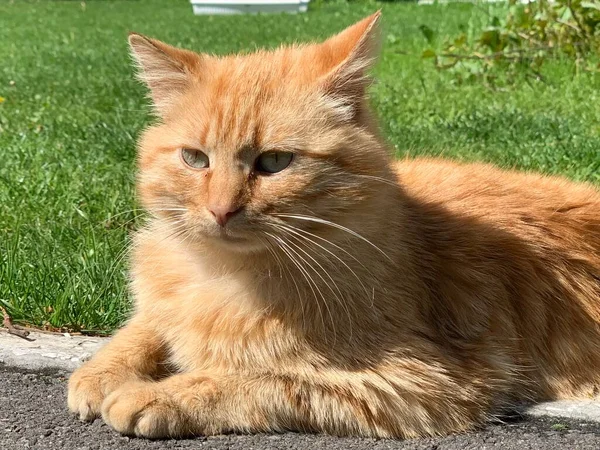Κόκκινη Γάτα Ξαπλώνει Και Απολαμβάνει Τον Ήλιο Γάτα Αναπαύεται Ένα — Φωτογραφία Αρχείου
