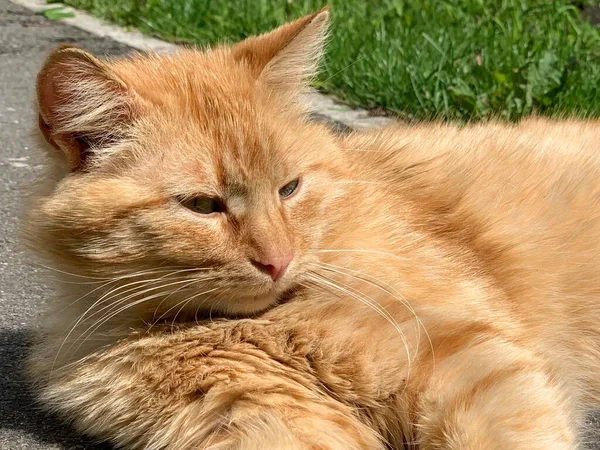 Rode Kat Ligt Koestert Zon Kat Rust Uit Een Baan — Stockfoto