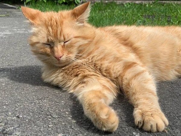 Kızıl Kedi Uzanıyor Güneşin Tadını Çıkarıyor Kedi Bahçede Bir Rayların — Stok fotoğraf