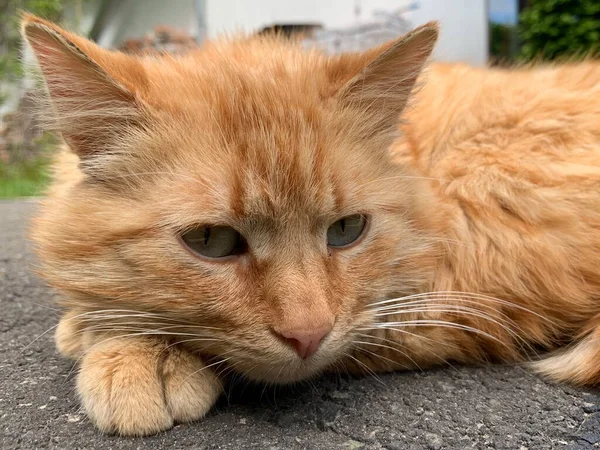 Gato Vermelho Jaz Aquece Sol Gato Está Descansando Uma Trilha — Fotografia de Stock