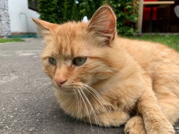 赤い猫は太陽の下で横になって腰を下ろしている 猫は庭の線路の上で休んでいる その動物は通りで寝ている — ストック写真