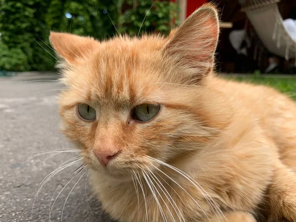 고양이는 일광욕을 즐기며 고양이는 마당에 위에서 있습니다 거리에서 있습니다 가까이 — 스톡 사진