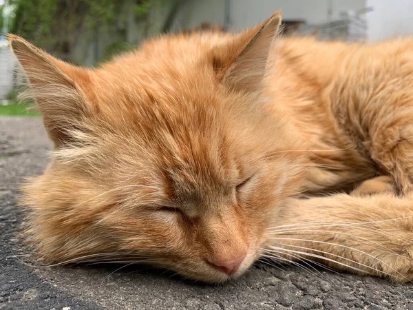 Κόκκινη Γάτα Ξαπλώνει Και Απολαμβάνει Τον Ήλιο Γάτα Αναπαύεται Ένα — Φωτογραφία Αρχείου