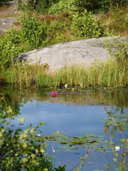 Zomer in Vestfold, Noorwegen. Stockfoto