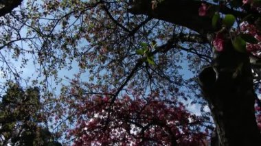 Genç güzel kız okuma kitabı park City, 4k, Uhd, Ultrahd