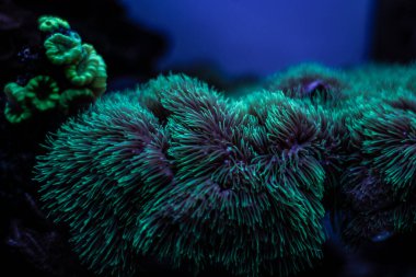 Akvaryumdaki mercanlar.