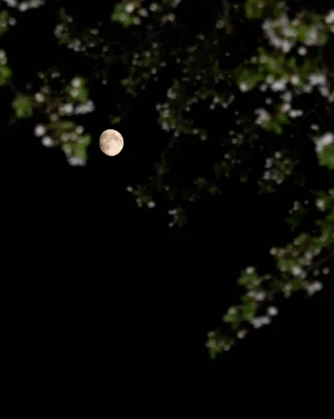 Lua Cheia Céu Noturno Com Folhas Borradas Primeiro Plano — Fotografia de Stock