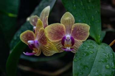 Güzel orkide çiçekleri kapanıyor, sarı mor renk karışımı, yeşil yaprak arkaplan. Tropik bahçe